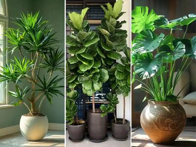  چه گیاهی برای کدام فضای خانه مناسب‌تر است؟