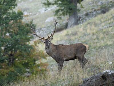  وقتی پایش حیات‌وحش با نمونه‌برداری اشتباه می‌شود