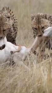  فیلم شکار غزال توسط گروهی چیتاها