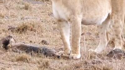  فیلم استفاده از ترفند موش مردگی توسط شغال برای فرار از شیر