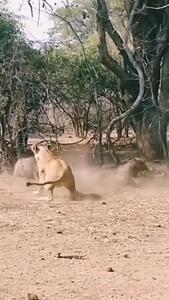  فیلم / شکار گراز توسط شیر