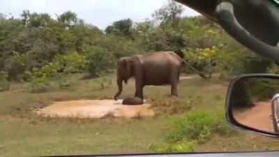  فیلم دفاع جالب و دیدنی فیل از فرزند خود در برابر تمساح