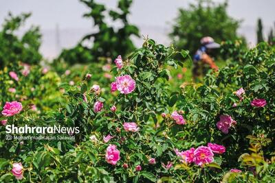  عربستان سعودی، گل محمدی ایران را به نام خود ثبت جهانی کرد