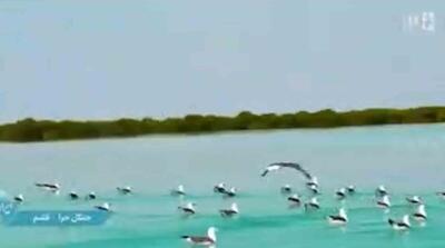  اقدام عجیب صداوسیما هنگام پخش زنده کنسرت