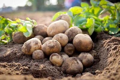  ذخیره سازی برنج، سیب زمینی، پیاز و میوه شب عید در اولویت قرار گرفت