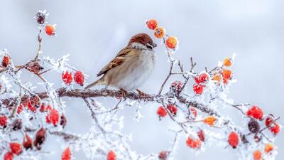  هشدار یخبندان در این مناطق کشور/ پیش بینی هواشناسی
