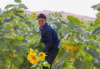  کم‌بارشی مانع درخشش آفتابگردان‌های کالپوش نشد - تسنیم