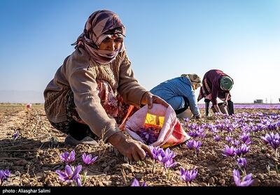  جشن شکرگزاری برداشت زعفران در روستای گردشگری مهوید - تسنیم