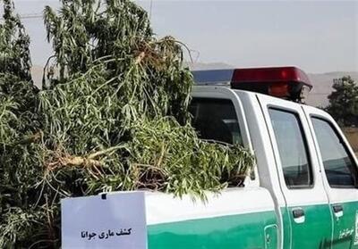  570 کیلوگرم ماریجوانا در شهر ری کشف شد - تسنیم