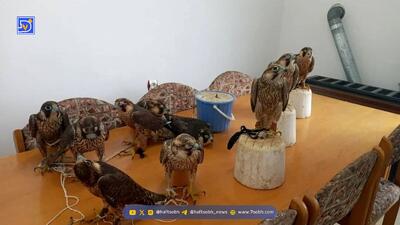  باند قاچاق پرندگان کمیاب متلاشی شد