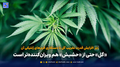  هشدار درباره «گل‌های دستکاری‌شده»: افزایش قدرت تخریب با واردات فرم‌های ژنتیکی