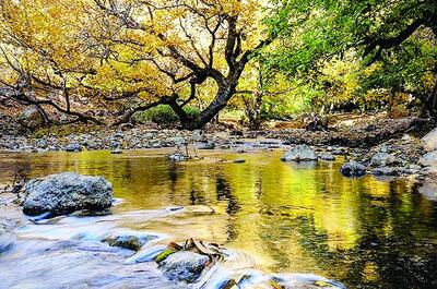  طبیعت پاییزی باغ‌های گردو کهمان شهرستان سلسله