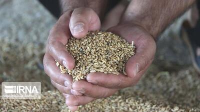  حدود یکهزار تن بذر برای کشت پاییزه شیروان خراسان‌شمالی تامین شد