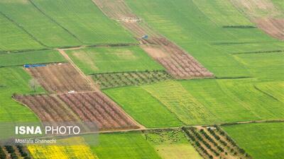  اجرای الگوی کشت و طرح سازگاری با خشکسالی در دستور کار جهادکشاورزی زنجان
