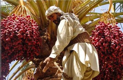  عکس/ آیین هامین؛ سنتی ماندگار از همدلی نخلداران سیستان و بلوچستان