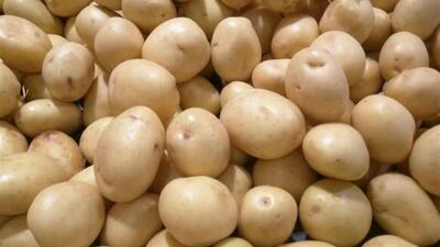  برداشت سیب‌زمینی بذری در چرداول آغاز شد