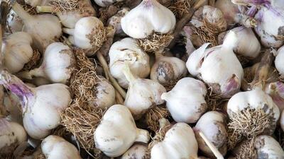  ۴۵۰ هکتار از اراضی شهرستان طارم زیر کشت سیر رفت