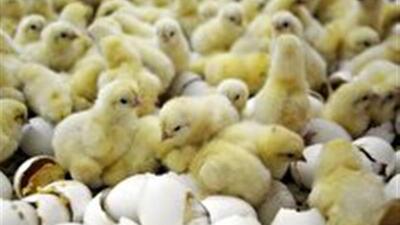  عبور میزان جوجه‌ریزی در واحد‌های پرورش مرغ گوشتی از مرز ۲۲ میلیون قطعه