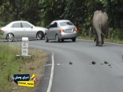  حمله فیل به اتوموبیلهای داخل جاده پارک