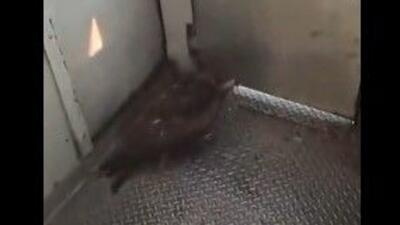  برخورد عقاب با شیشه قطار در حال حرکت