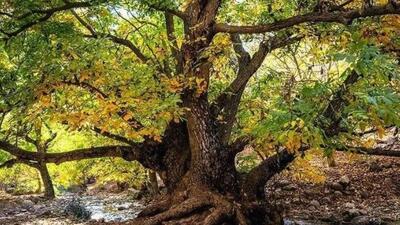  طبیعت پاییزی باغ‌های گردو کهمان شهرستان سلسله