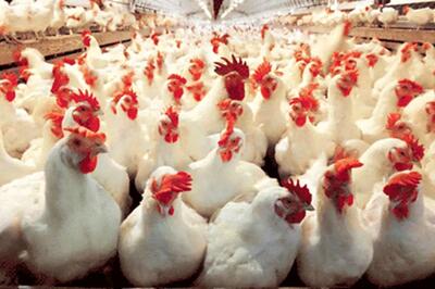  بیانیه اتحادیه مرغداران گوشتی به ادعای مرغ تریاکی