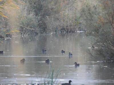  تالاب بیشه‌دالان میزبان نخستین پرندگان مهاجر شد