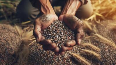  دانه؛ نماد تولد دوباره و گنجینه غذایی