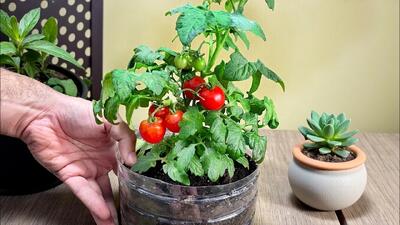  ۳ ترفند بی نقص برای پرورش گوجه فرنگی در بطری پلاستیکی (حتی در فضاهای کوچک)