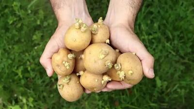  راز جلوگیری از جوانه زدن سیب زمینی؛ نگهداری سیب زمینی را برای طولانی مدت
