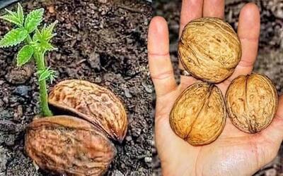  نحوه کاشت گردو از دانه به چهار روش مختلف