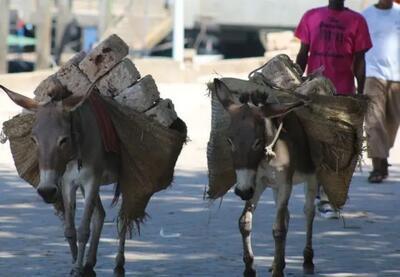  اقتصادخرها؛ چین توانست بر الاغ های آفریقا سلطه پیدا کند