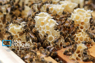  آیا عسل طبیعی شکرک می‌زند ؟/ روش صحیح نگهداری عسل را بشناسید