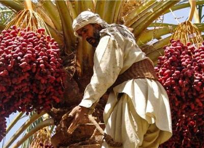  آیین هامین؛ سنتی ماندگار از همدلی نخلداران - اکونیوز