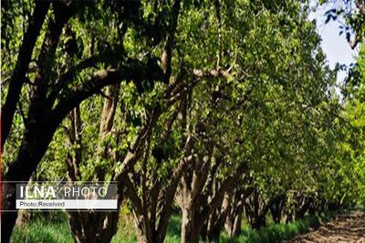  62 هزار هکتار از اراضی زراعی استان قزوین شناسه‌دار شد