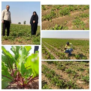  افزایش کشت محصول چغندر لبویی در شهرستان دهلران