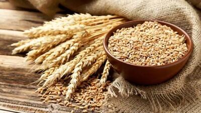  چرا برخی گندمکاران نتوانستند حق بیمه کشاورزی را پرداخت کنند؟
