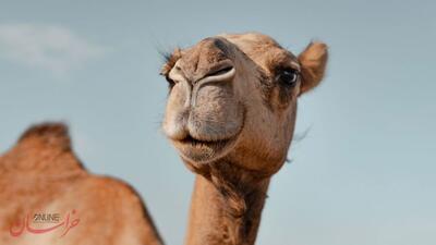  آیا پروتئین منحصربه‌فرد این حیوان از ابتلا به آلزایمر جلوگیری می‌کند؟