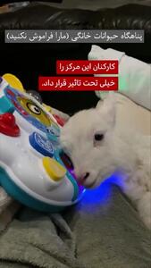  داستان زندگی بره ای با ناتوانی جسمی که قلب هزاران نفر را تسخیر کرد + فیلم