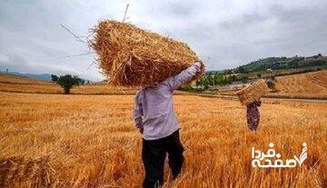  چرا برخی گندمکاران نتوانستند حق بیمه کشاورزی را پرداخت کنند؟