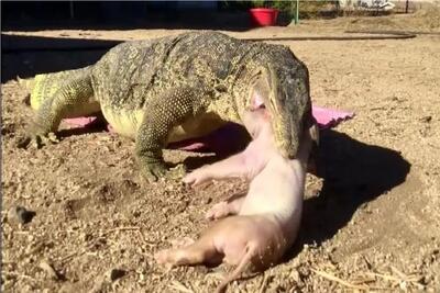  جذابیت حیات وحش/ خوک خسته احمقانه و منگ وایمیسه تا کومودو ببلعدش