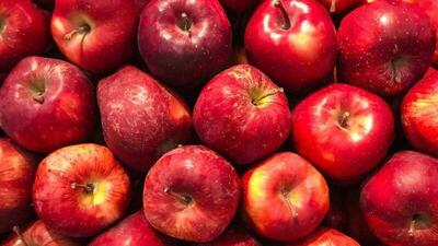  کشت سیب ارومیه را خشک کرد