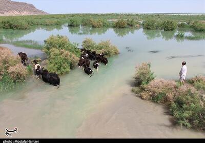  هم‌نوایی شاعران ایران برای احیای هامون تشنه در سیستان - تسنیم