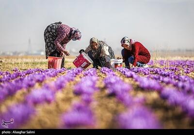  سود خالص 600 میلیون تومانی از هر هکتار زعفران در کرمانشاه - تسنیم