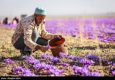  قاچاق زعفران مانع اصلی صادرات طلای سرخ ایران - تسنیم