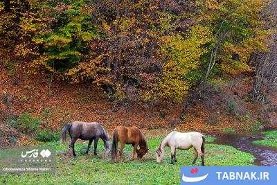  سمفونی رنگ‌ها در قلب کوهستان چالوس