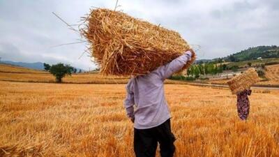  کشاورزی لرستان زیر چتر بیمه؛ ۲۶۸۲ میلیارد ریال غرامت پرداخت می‌شود
