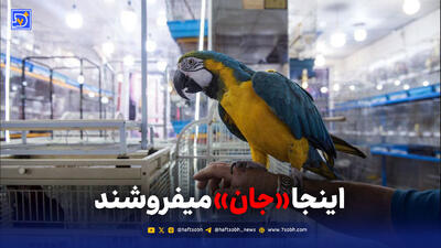  تماشا کنید: اینجا «جان» می‌فروشند