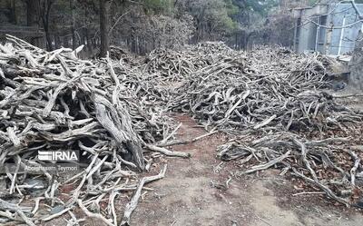  ۸ تن چوب تاغ قاچاق در گناباد کشف شد
