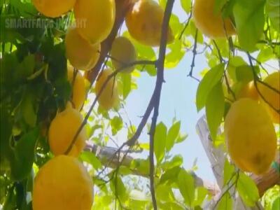  نگاهی به مراحل برداشت صدها تن لیمو در باغات آمریکا